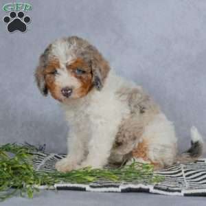 Daisy, Miniature Poodle Puppy